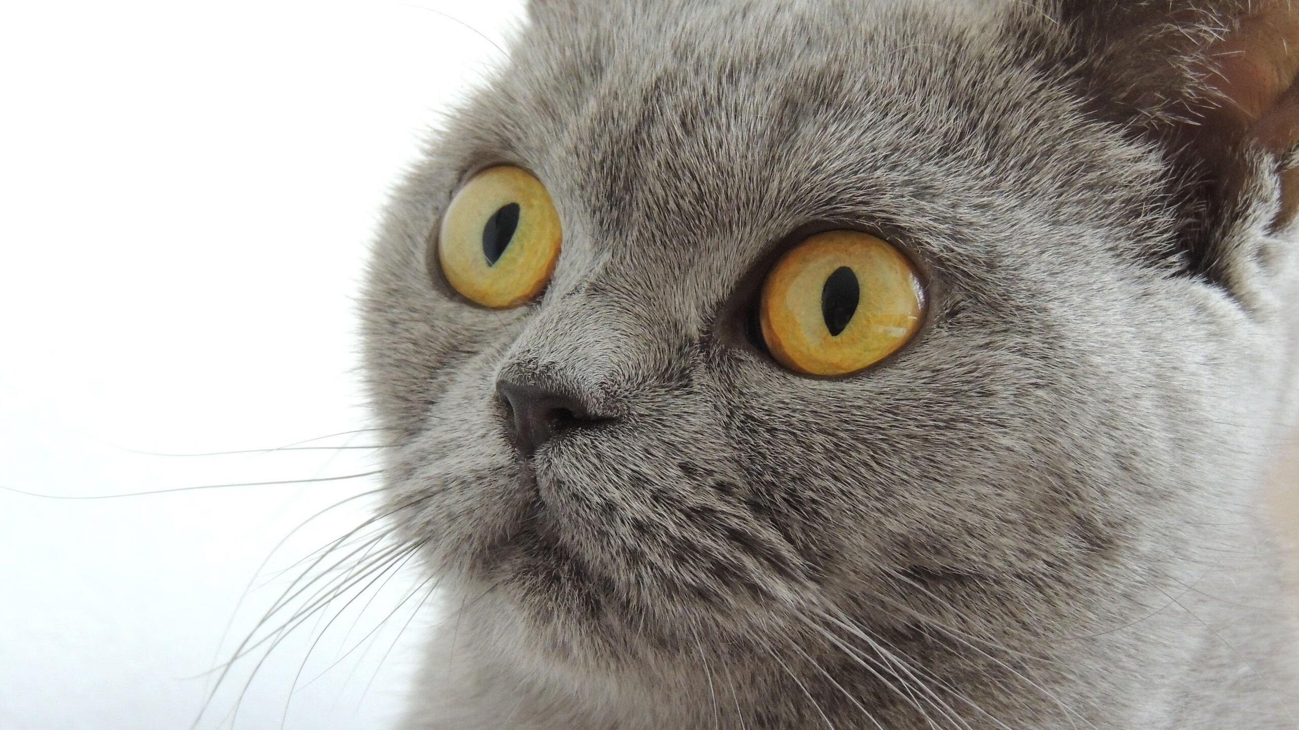 冷血剑客!哈利伯顿关键回合不手软,率队掀翻热火