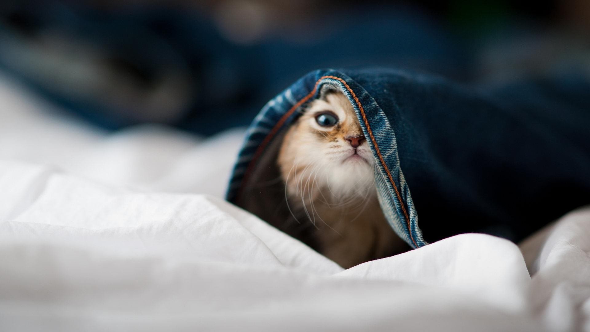 羽翼绞杀,老鹰用团队篮球淹没湖人,武切维奇化身禁区掌舵人