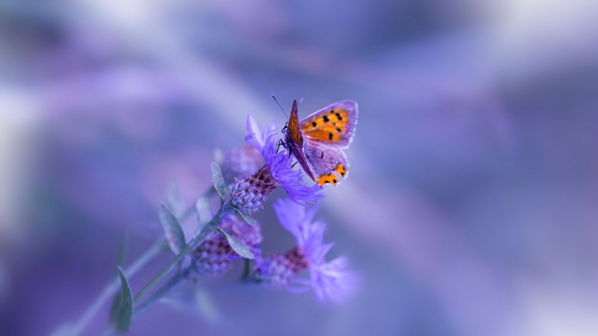 冰与火的碰撞,北欧节奏如何锁住太极虎的利爪?