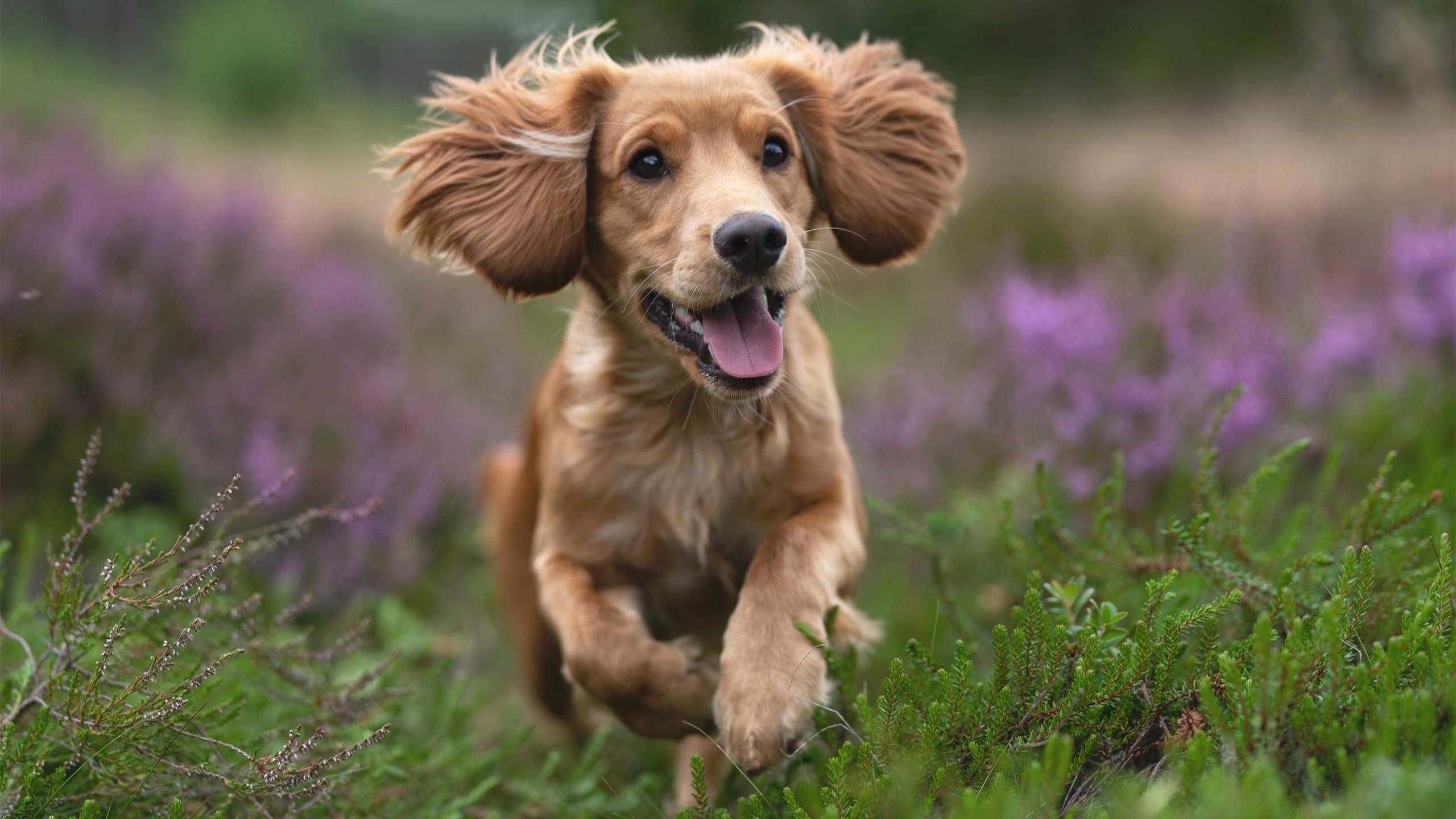 冰与火的碰撞,北欧节奏如何锁住太极虎的利爪?