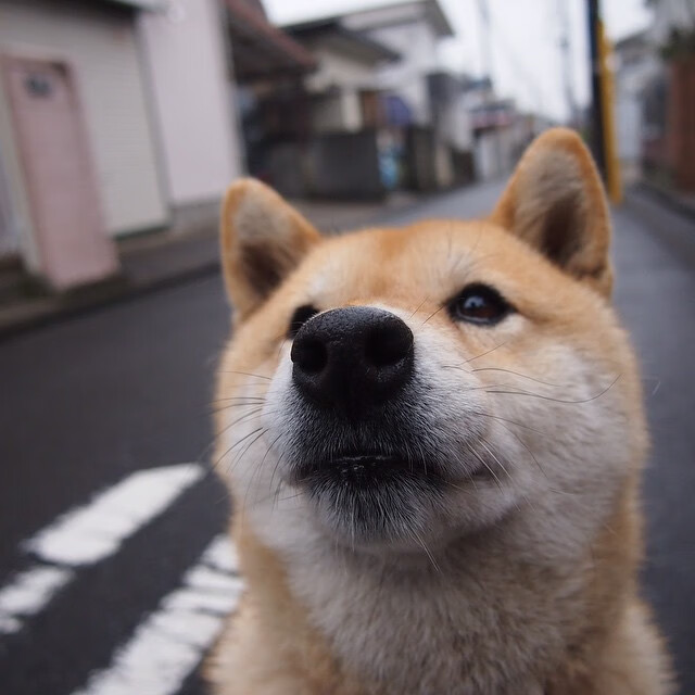 F1新赛季揭幕战焦点战,猛龙决胜局带走国王的速度与智慧交响曲