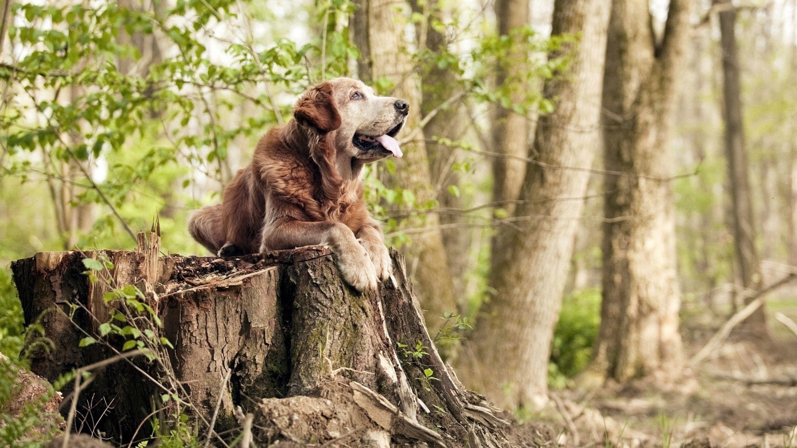 从CBA加时到世界杯舞台,北京队胜火箭的背后与杰伦·格林的未来之路