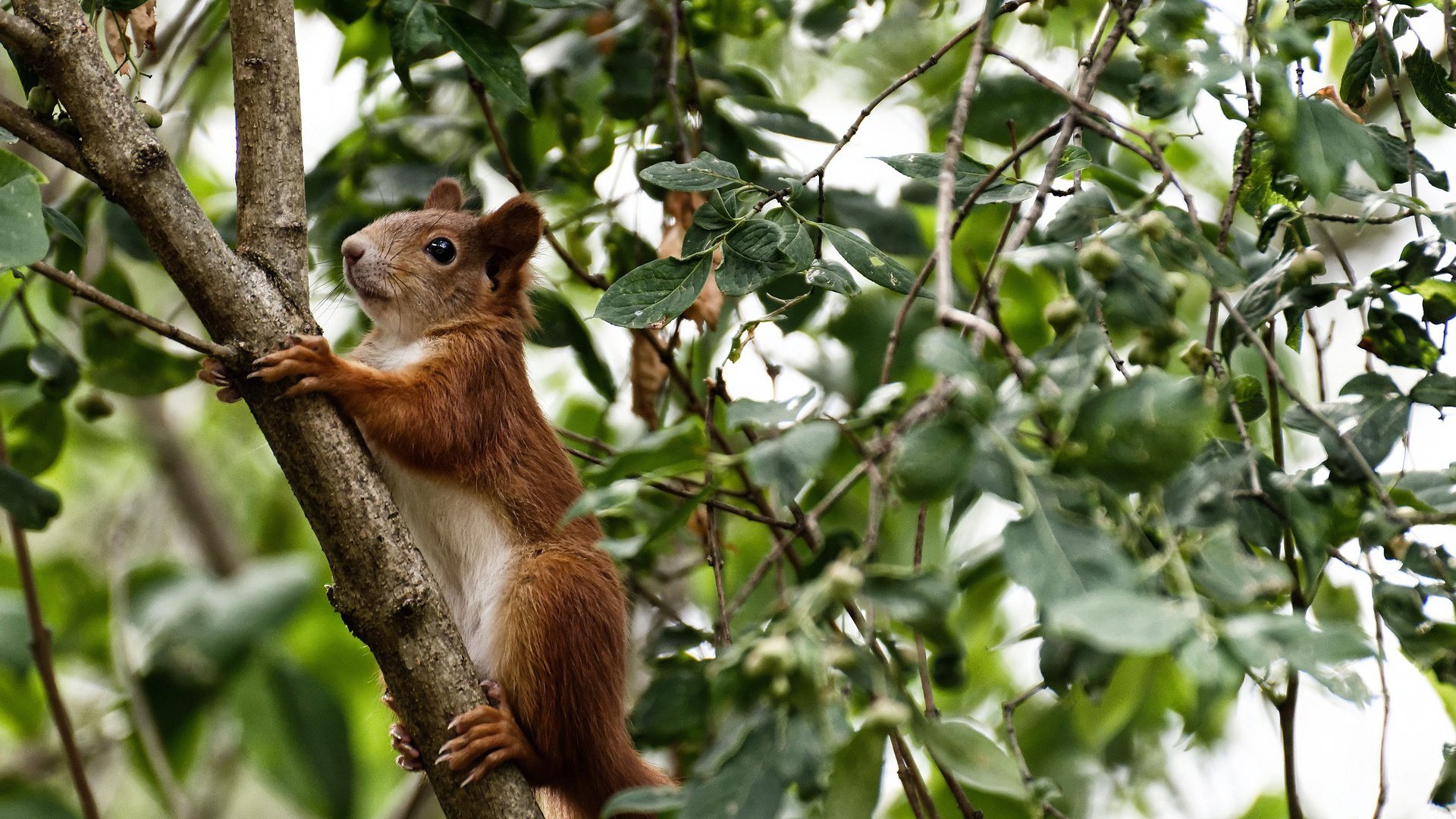 2026世界杯焦点战,意大利淘汰赛过关智利,尤文元素铸就经典胜利