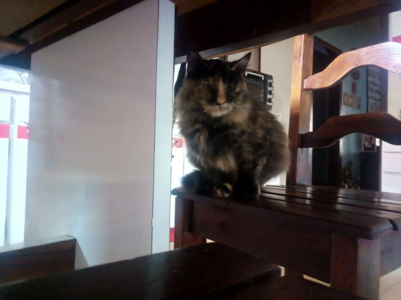 东方蓝的绝境反击,荷兰盾的抢七封神