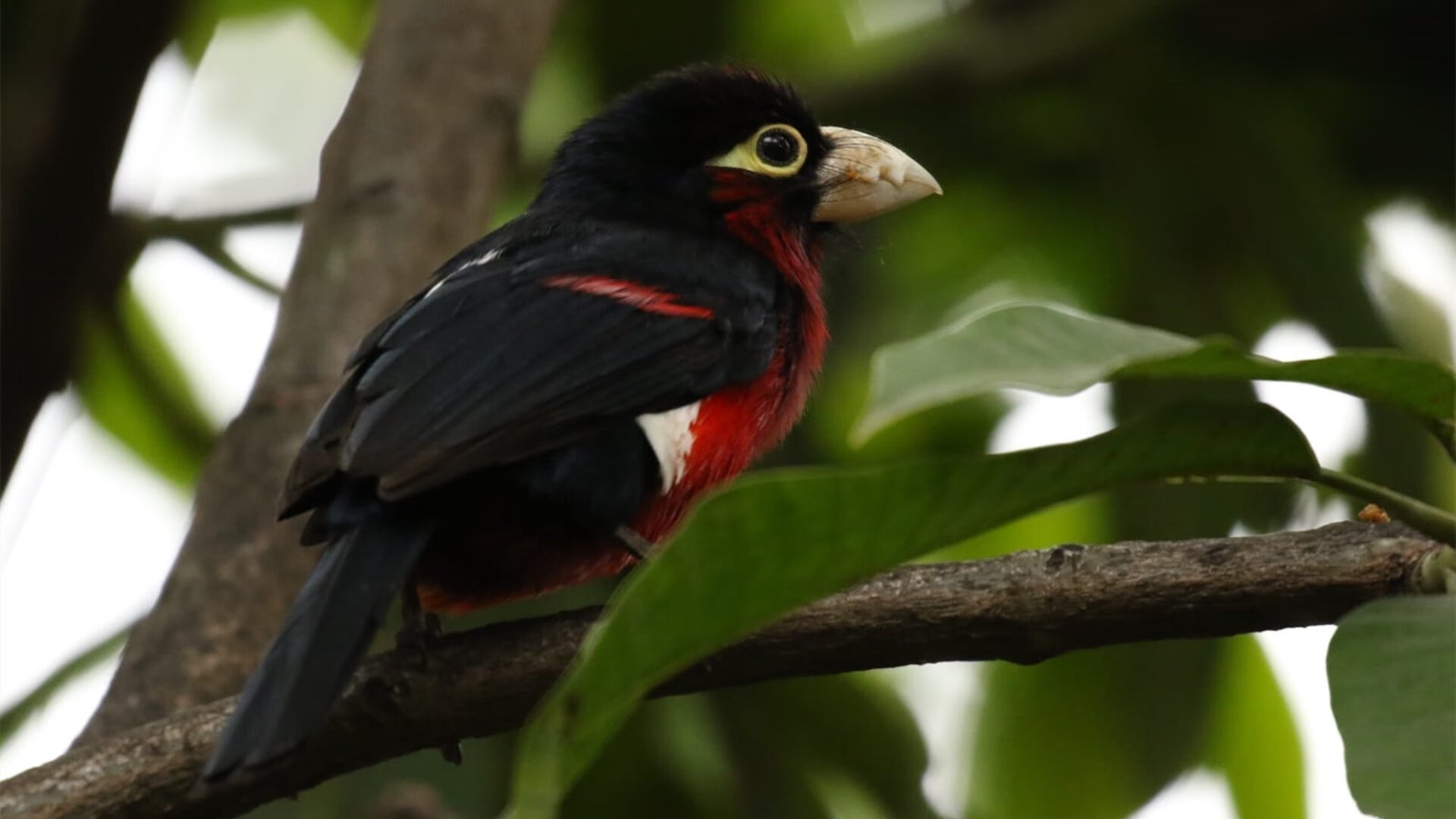 F1街道赛焦点战,几内亚加时取胜罗马的史诗对决