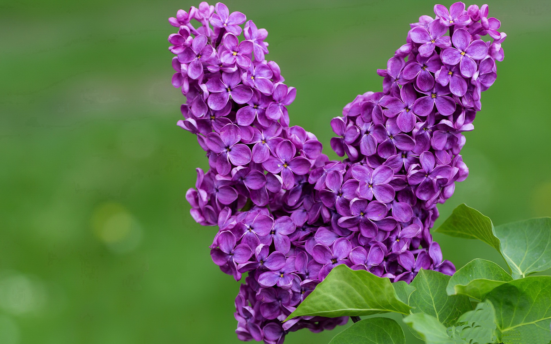 绿茵场与沙漠战场的节奏大师,论掌控的两种本质